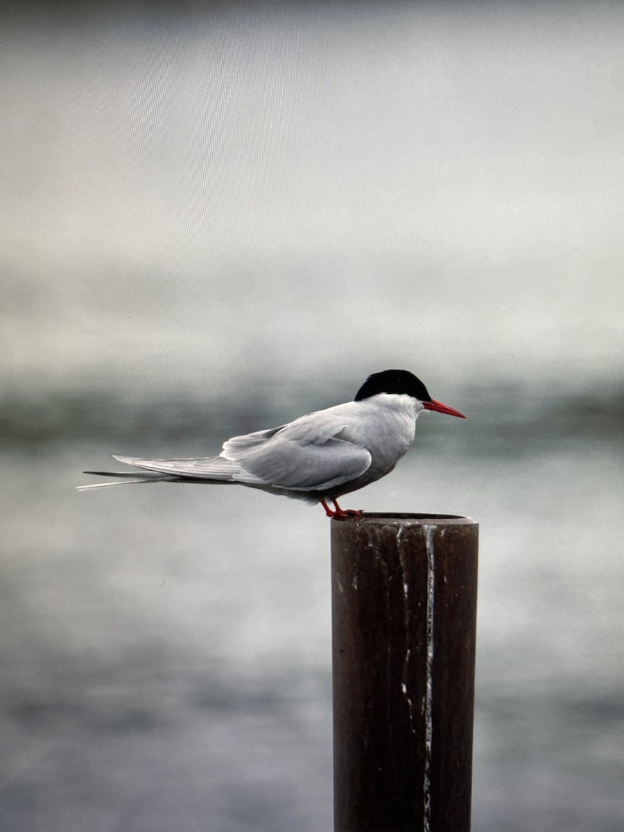 Arctic Tern - ML645187816