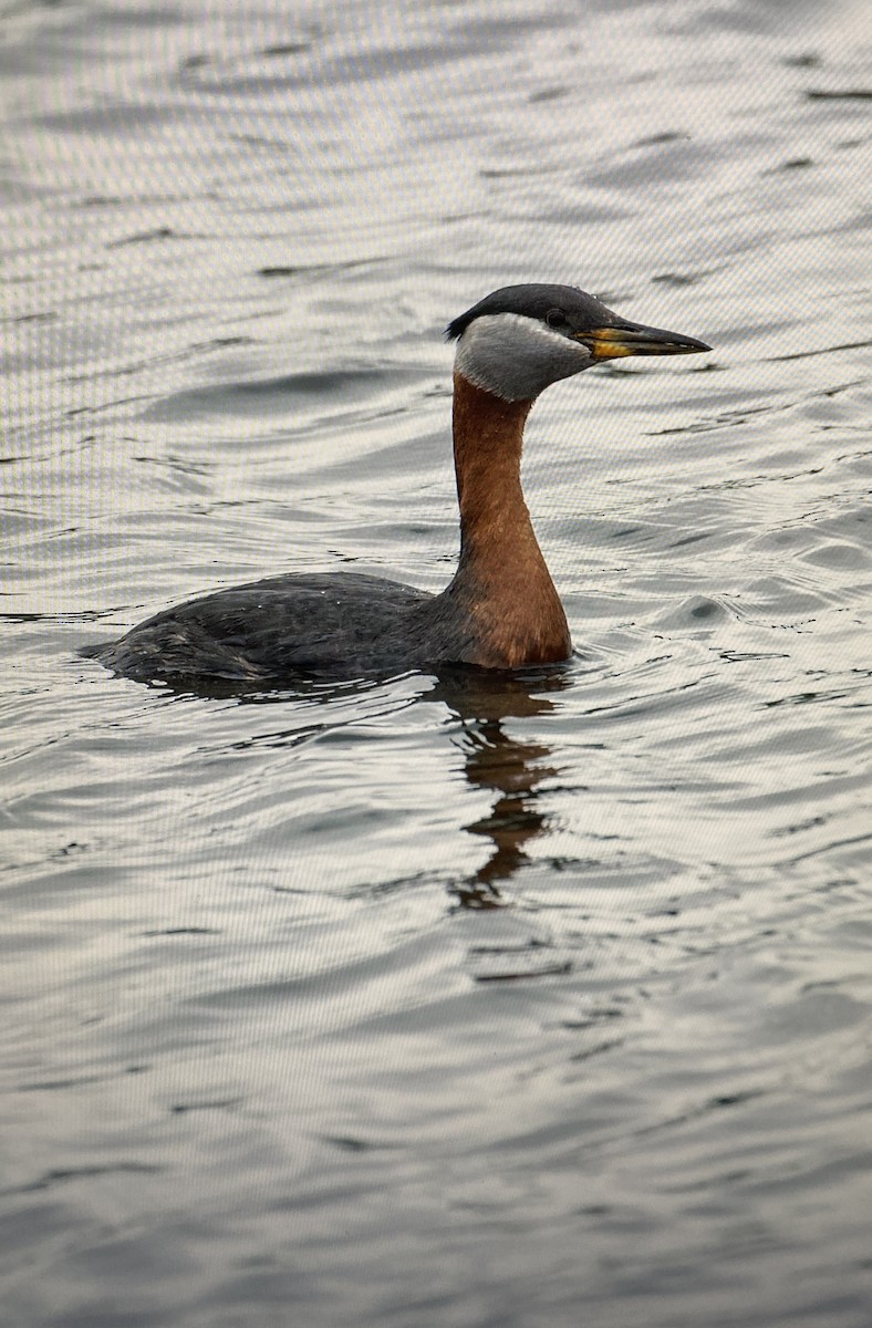 Red-necked Grebe - ML645187820