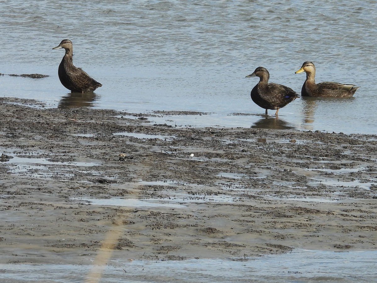 American Black Duck - ML645187831