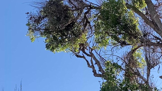 Канюк пустельний - ML645187864