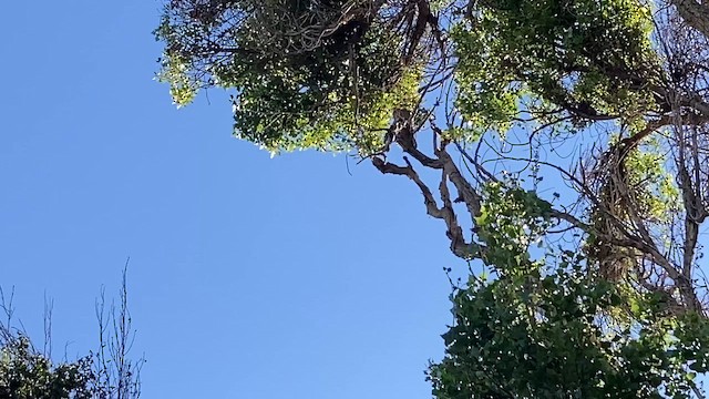 Канюк пустельний - ML645187865