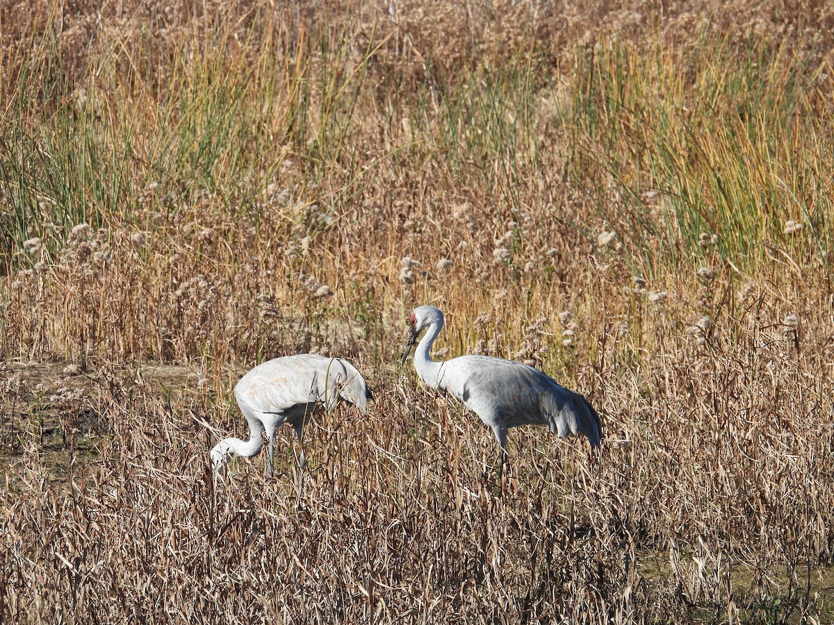 カナダヅル - ML645187869