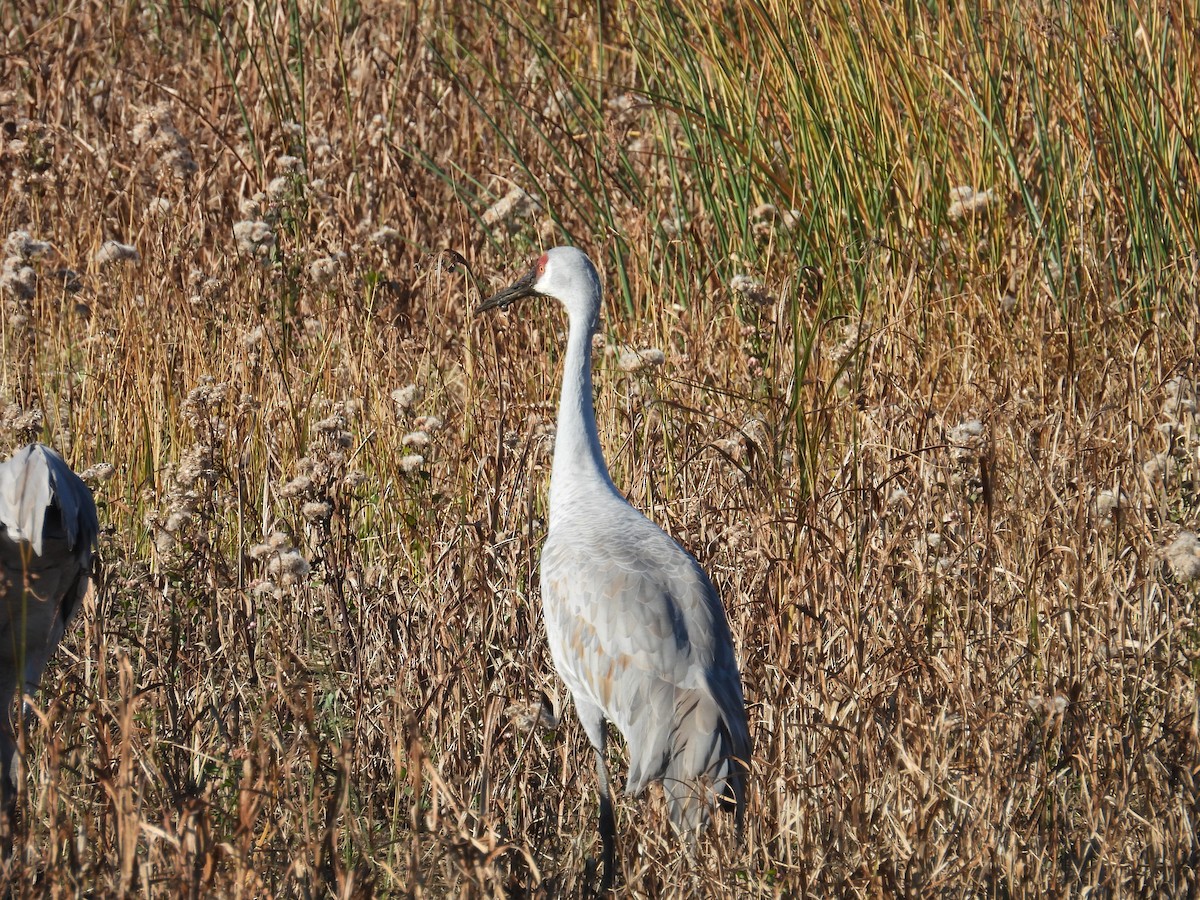 カナダヅル - ML645187872