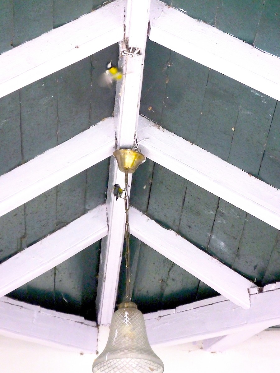 Carbonero Dorsiverde - ML645187873