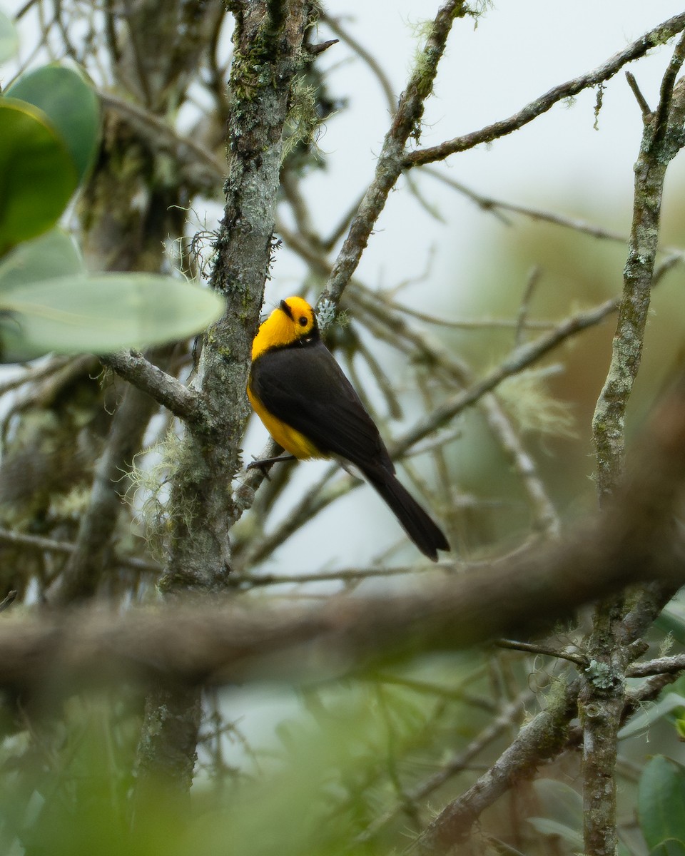 Süslü Ötleğen - ML645187876