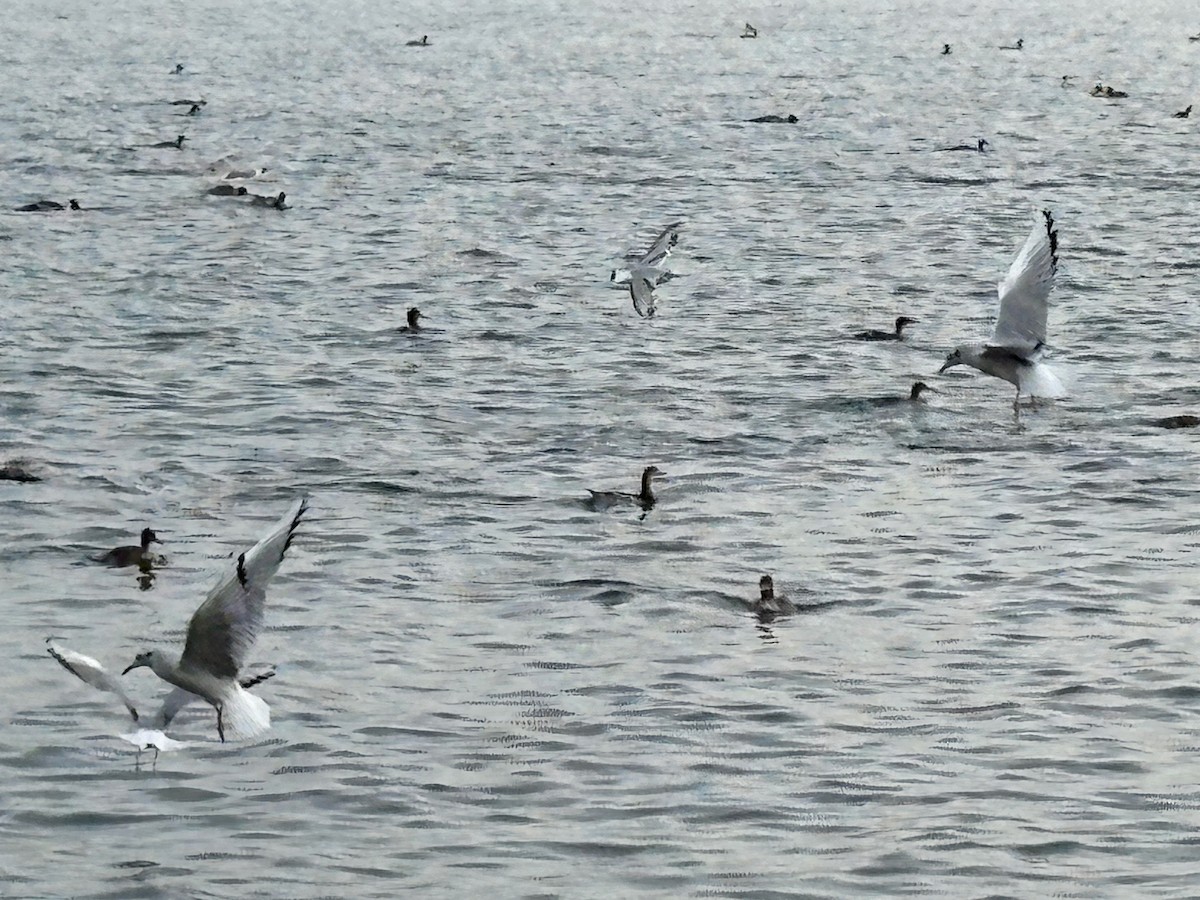 カワアイサ - ML645187898