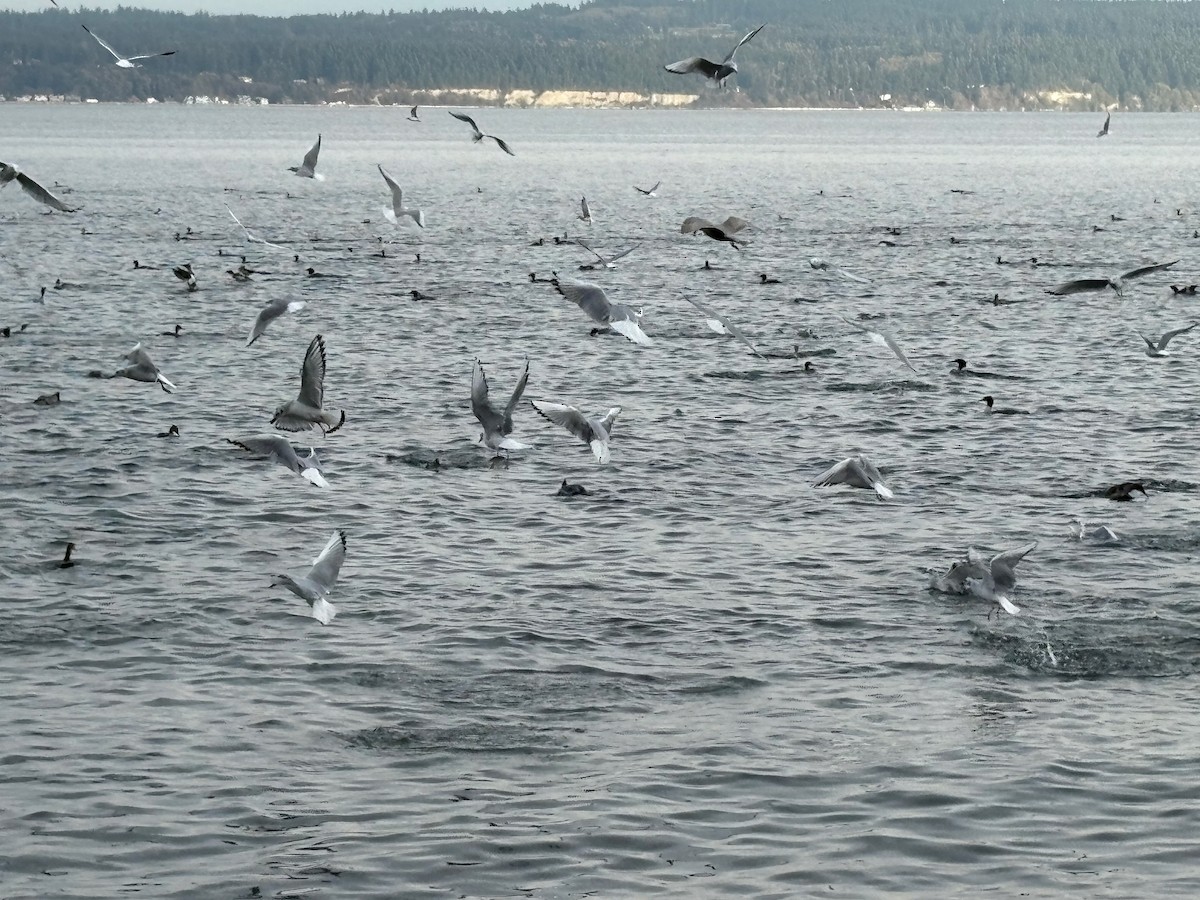 カワアイサ - ML645187899