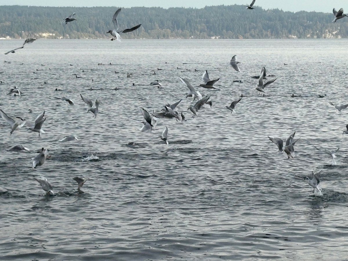 カワアイサ - ML645187900