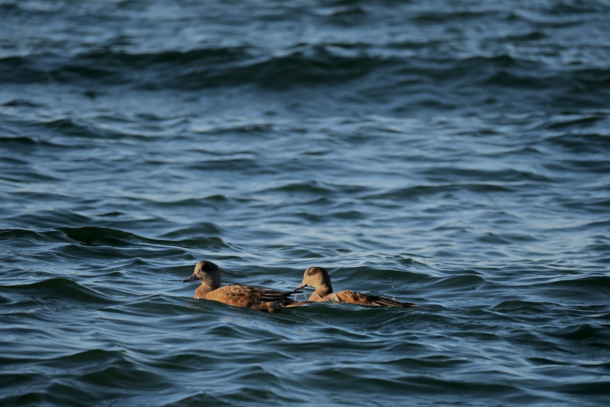 アメリカヒドリ - ML645187905