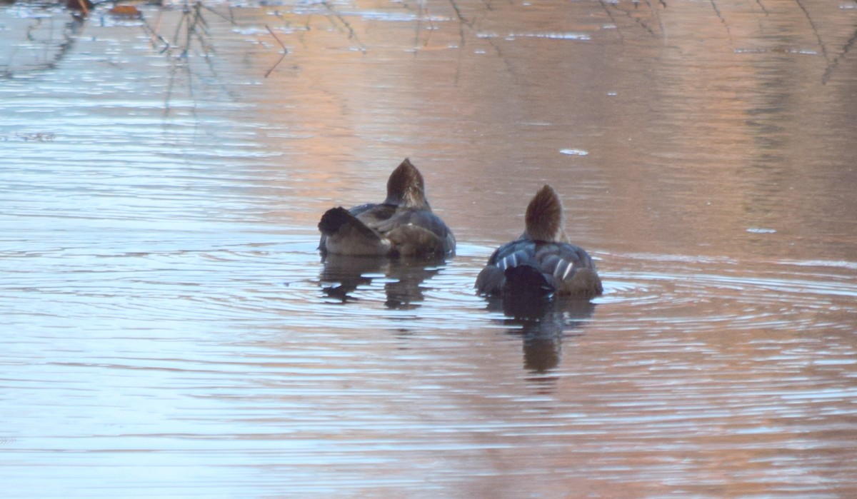 オウギアイサ - ML645187906