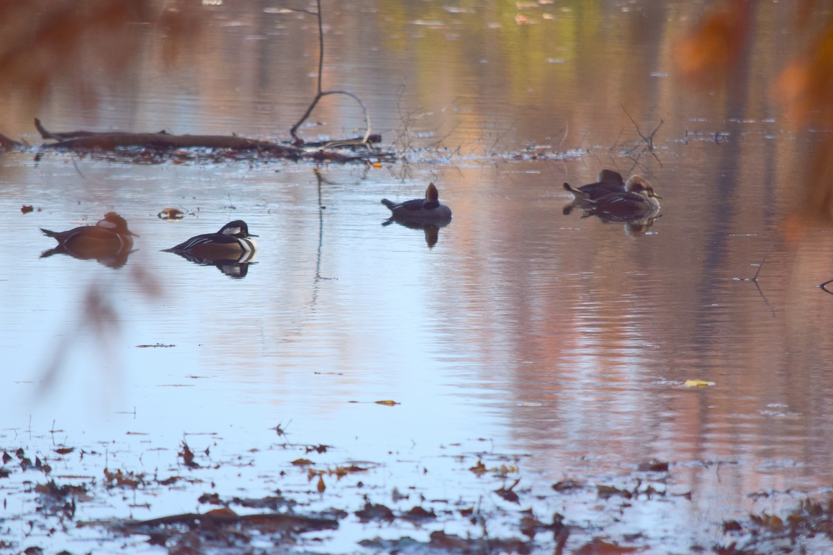 オウギアイサ - ML645187907