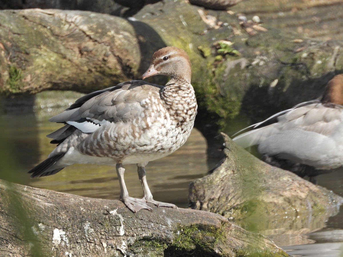 タテガミガン - ML645187908