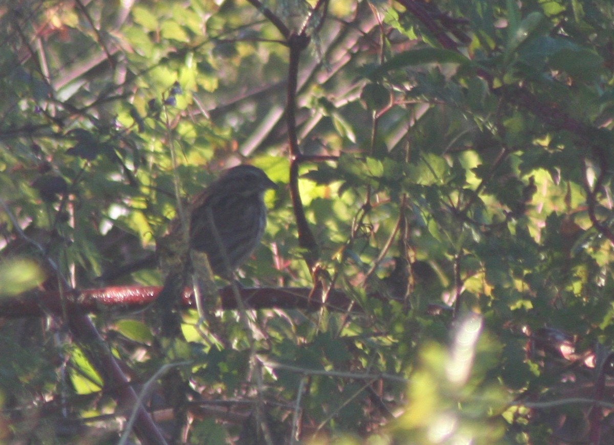 ウタスズメ（melodia／atlantica） - ML645187909