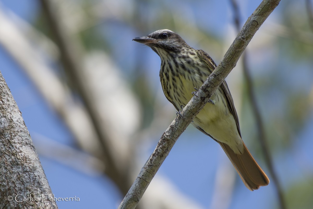 Sulphur-bellied Flycatcher - ML64518791