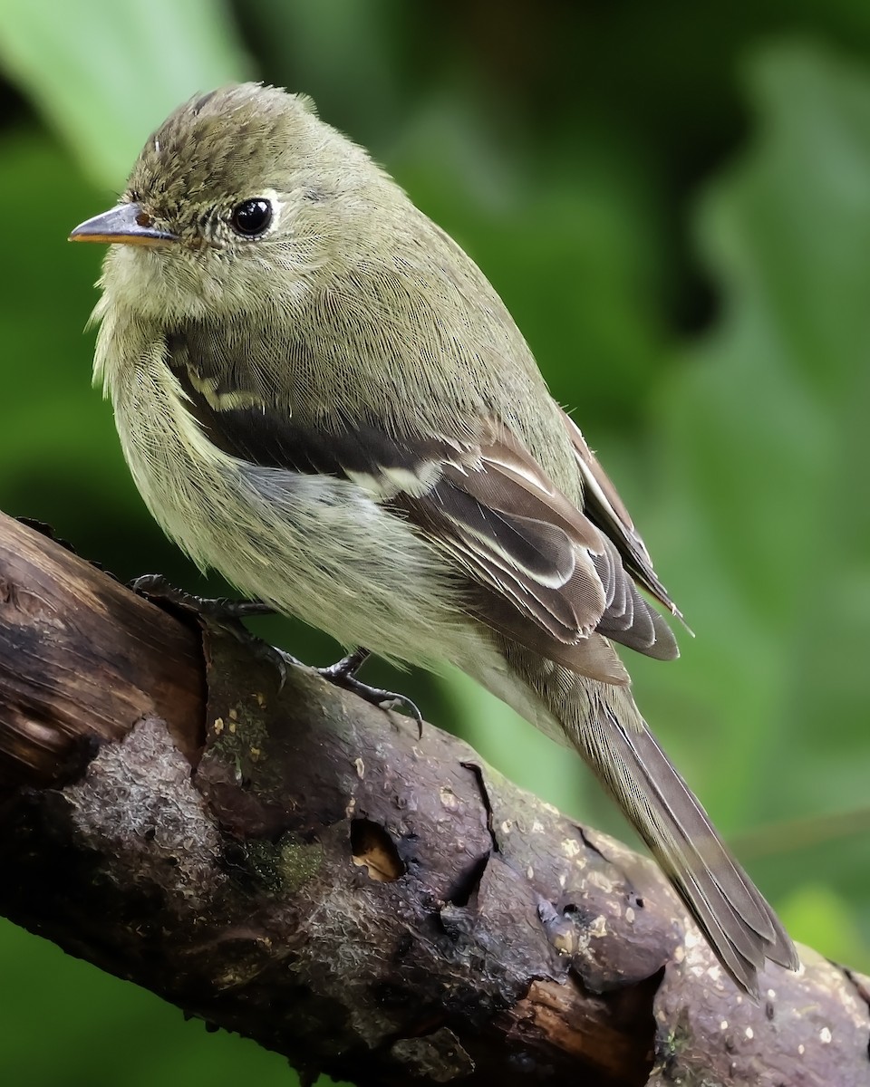 キバラメジロハエトリ - ML645187910