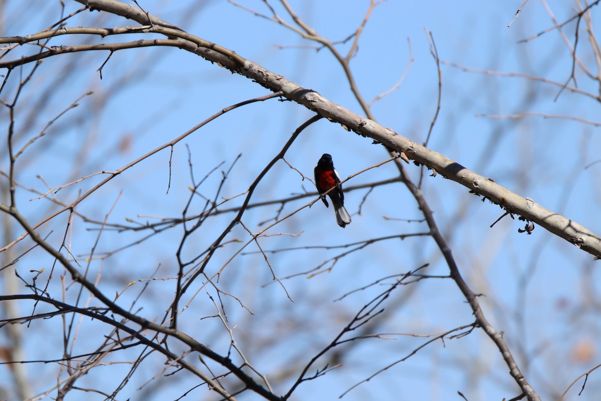 カタジロアメリカムシクイ - ML645187911