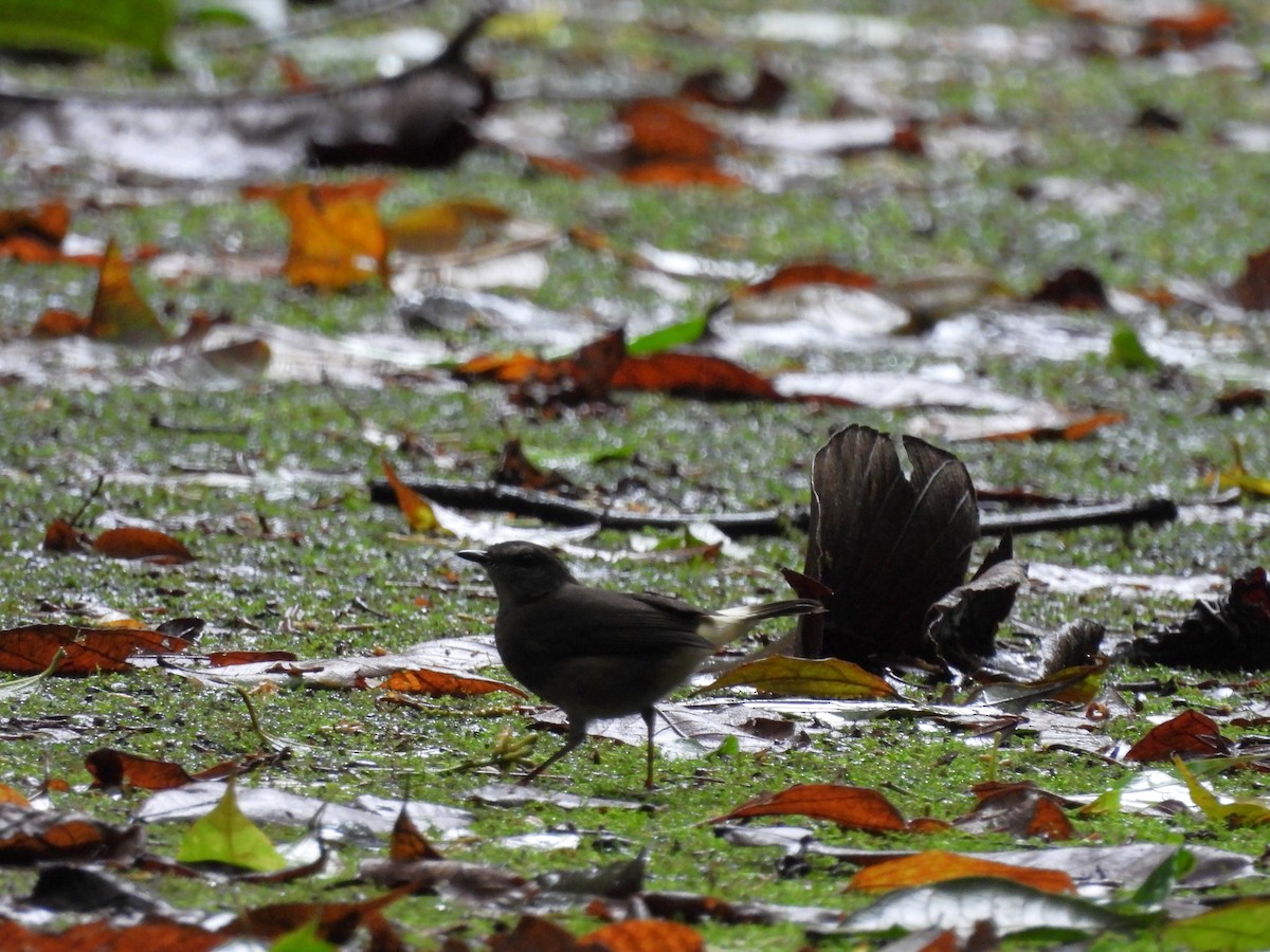 チャゴシアメリカムシクイ - ML645187912