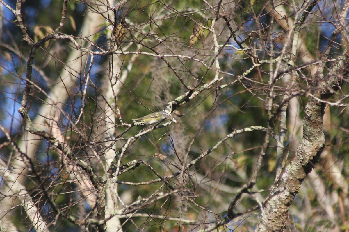 フタスジモズモドキ - ML645187913