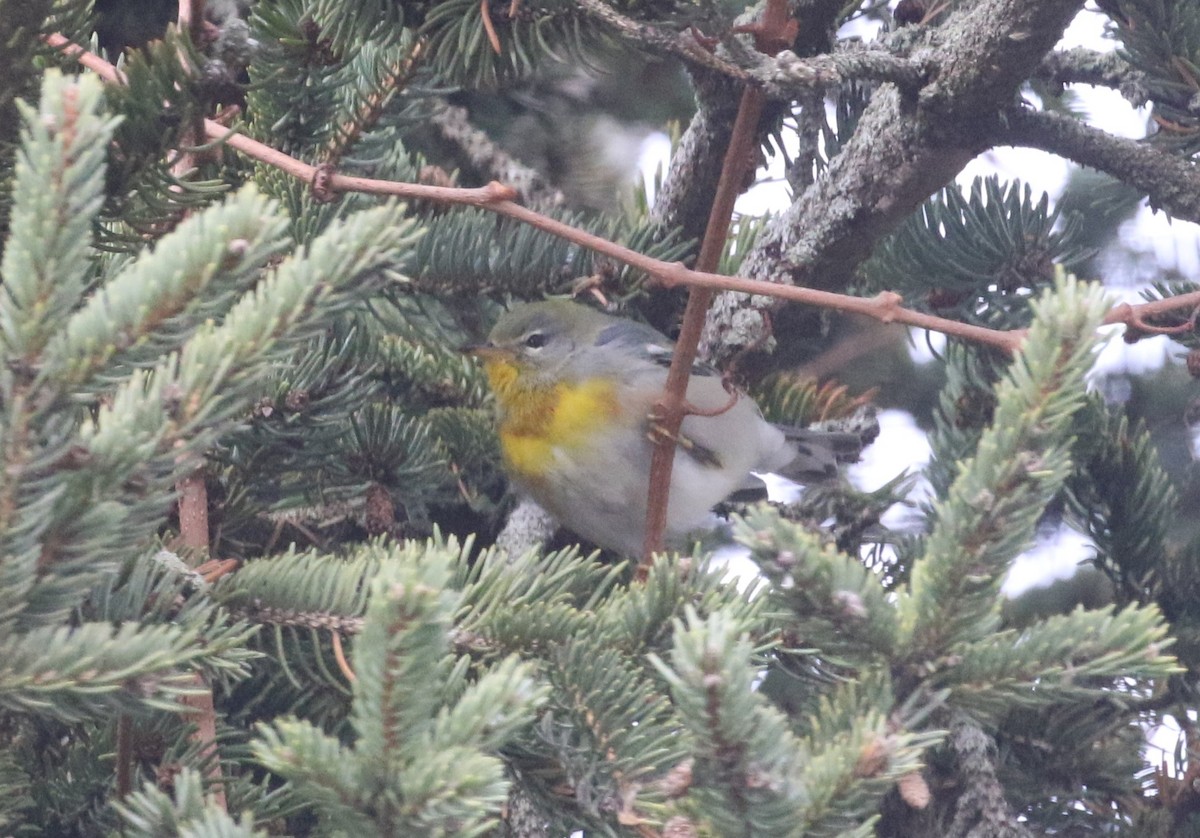 アサギアメリカムシクイ - ML645187914