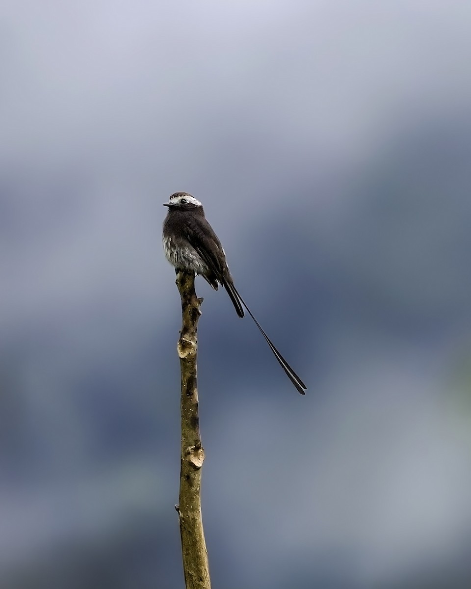 シラガフタオタイランチョウ - ML645187915