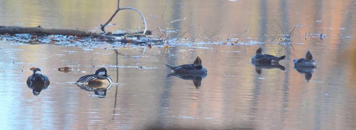 オウギアイサ - ML645187916