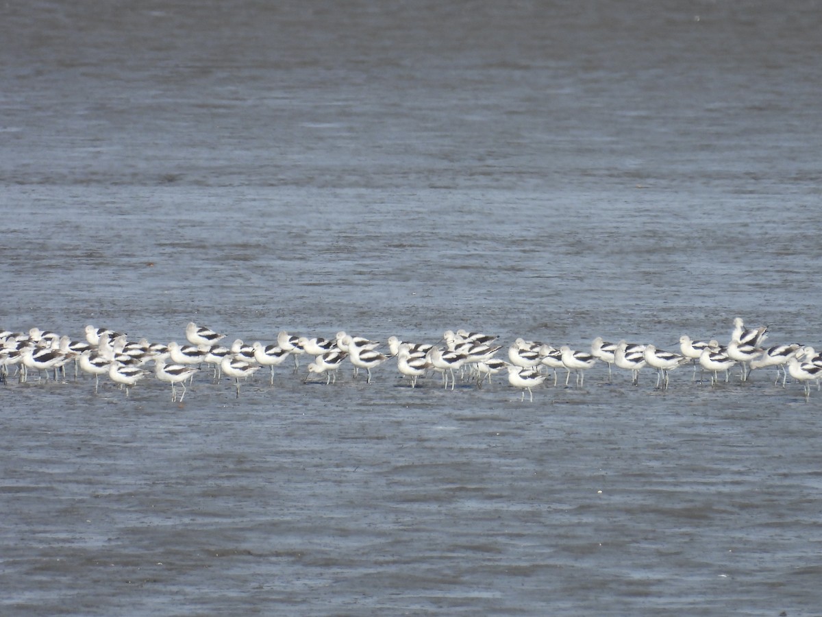 アメリカソリハシセイタカシギ - ML645187917