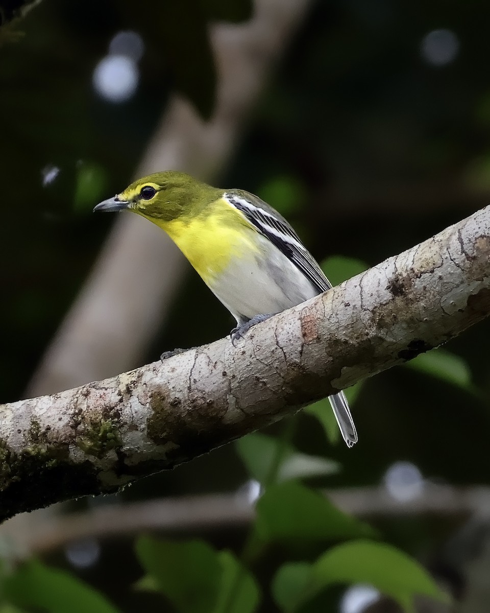 キノドモズモドキ - ML645187918