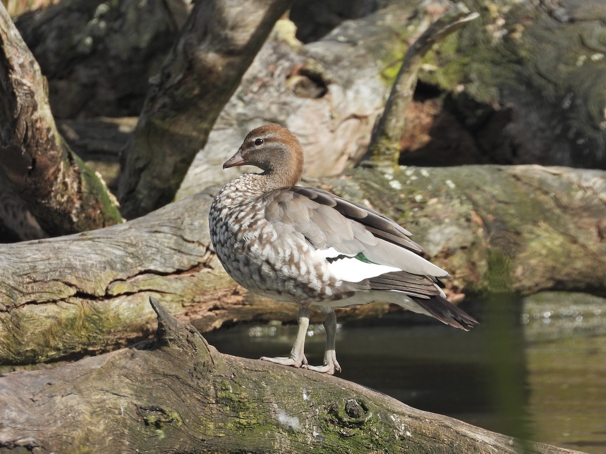 タテガミガン - ML645187923