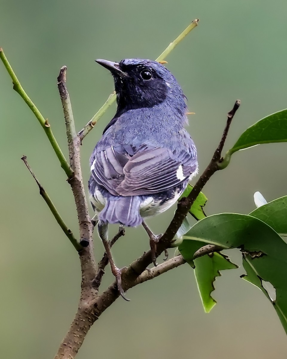Black-throated Blue Warbler - ML645187924