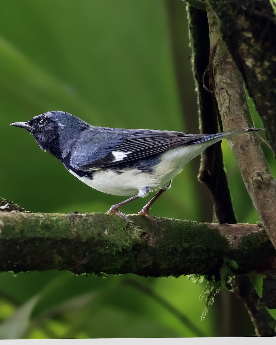 Black-throated Blue Warbler - ML645187925