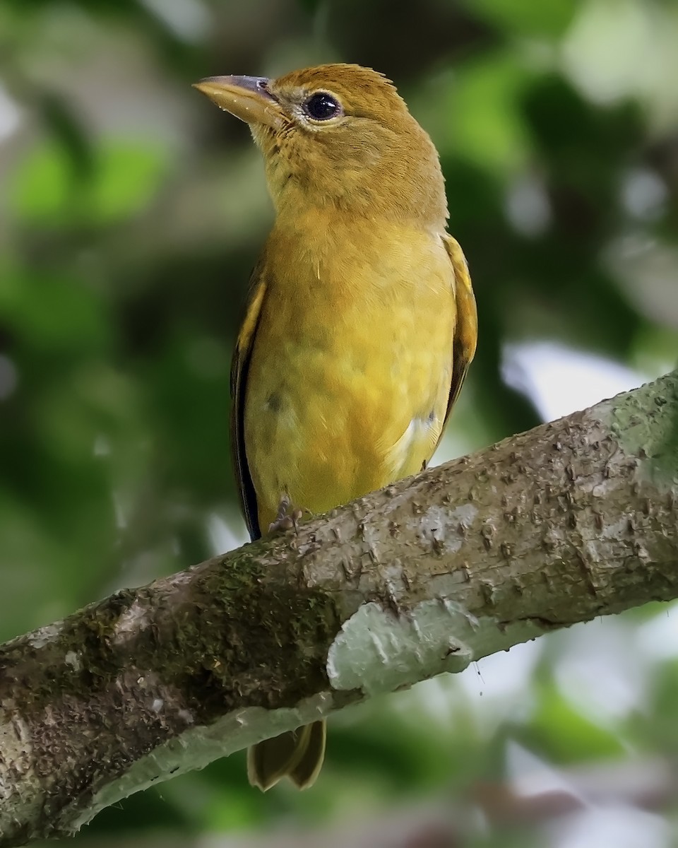 ナツフウキンチョウ - ML645187927