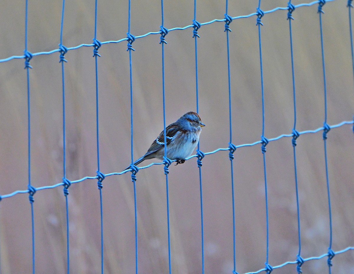 ムナフヒメドリ - ML645187931