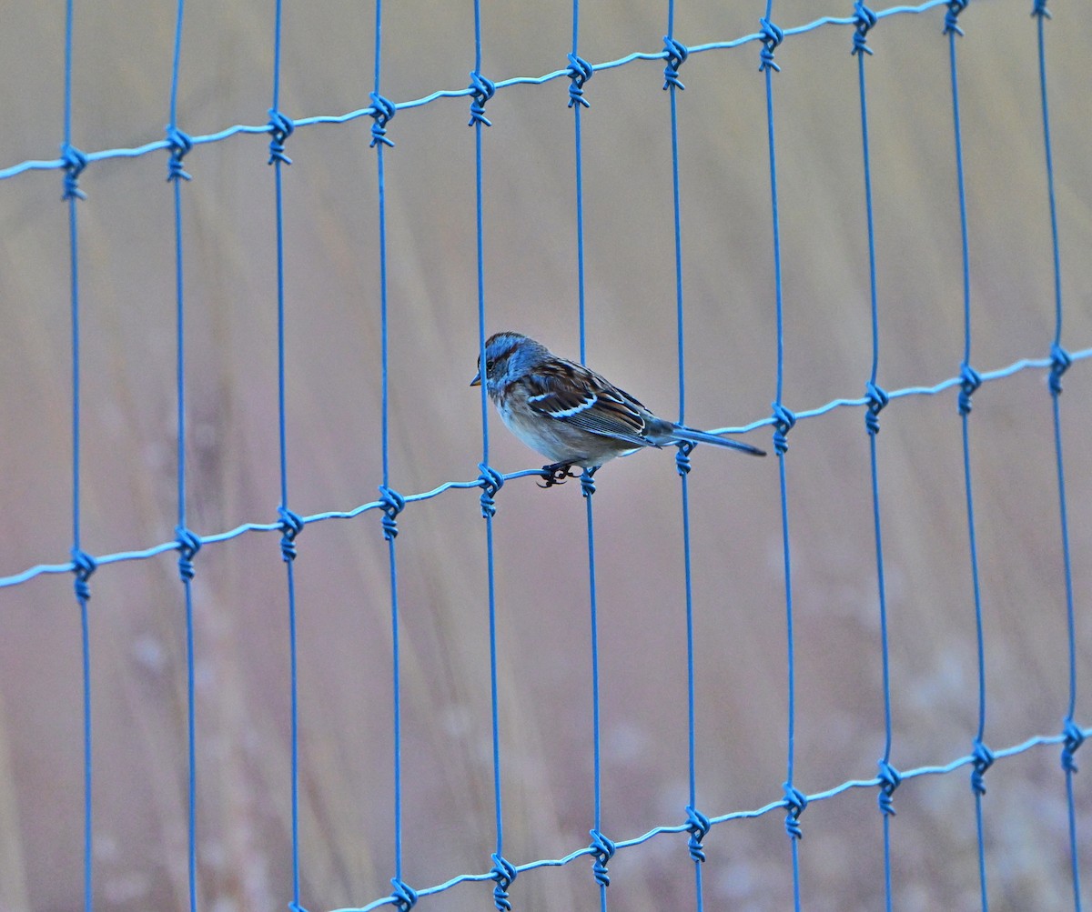 ムナフヒメドリ - ML645187932