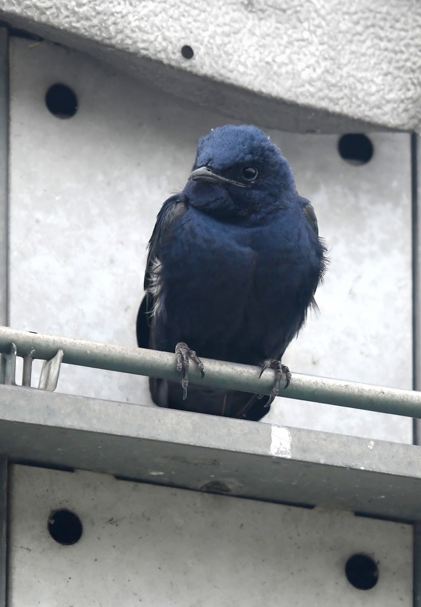 ムラサキツバメ - ML645187935