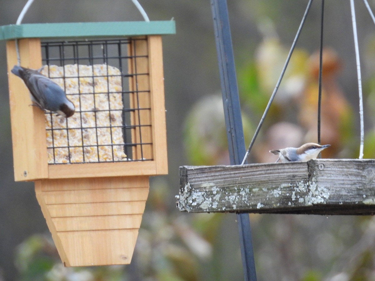 チャガシラヒメゴジュウカラ - ML645187940