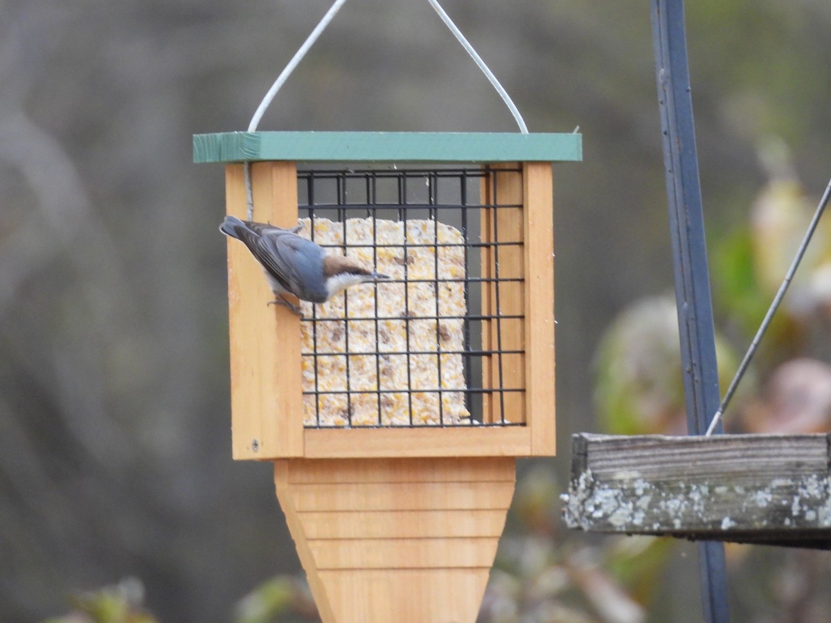 チャガシラヒメゴジュウカラ - ML645187941