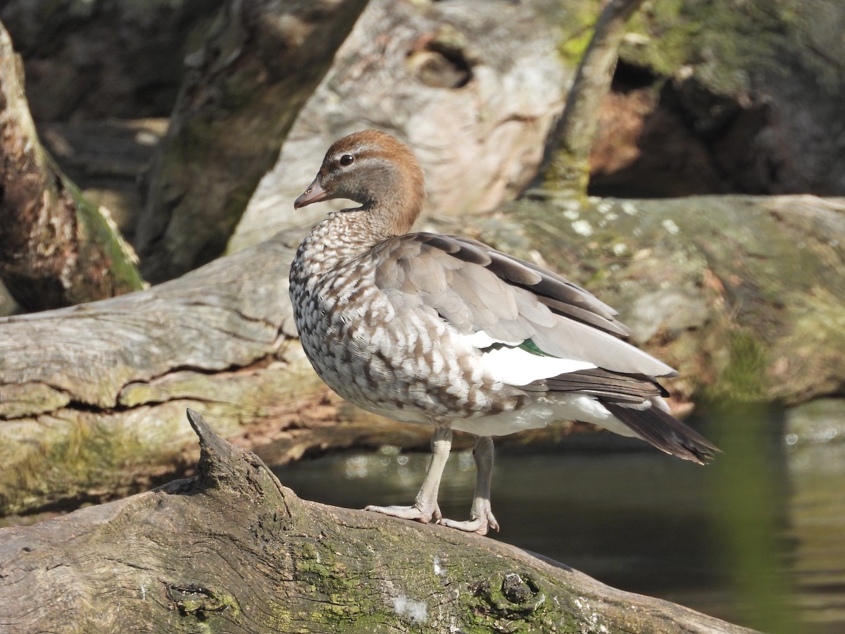 タテガミガン - ML645187943