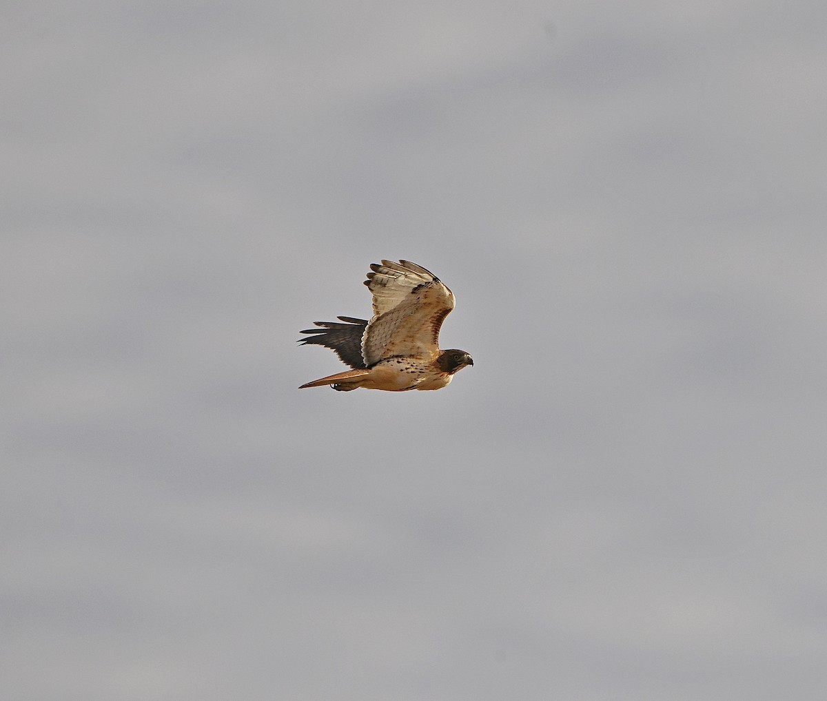 アカオノスリ - ML645187944