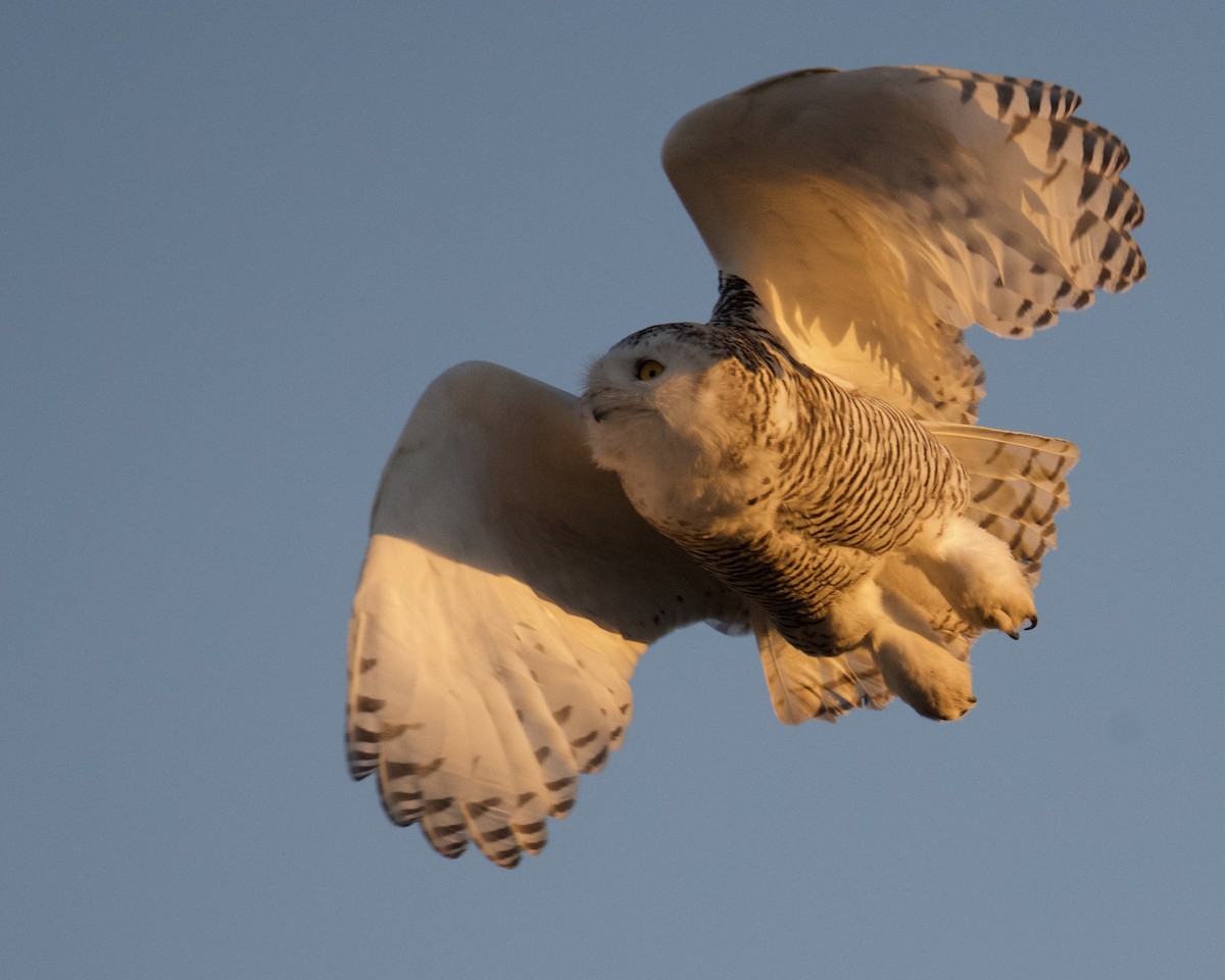 シロフクロウ - ML645187945