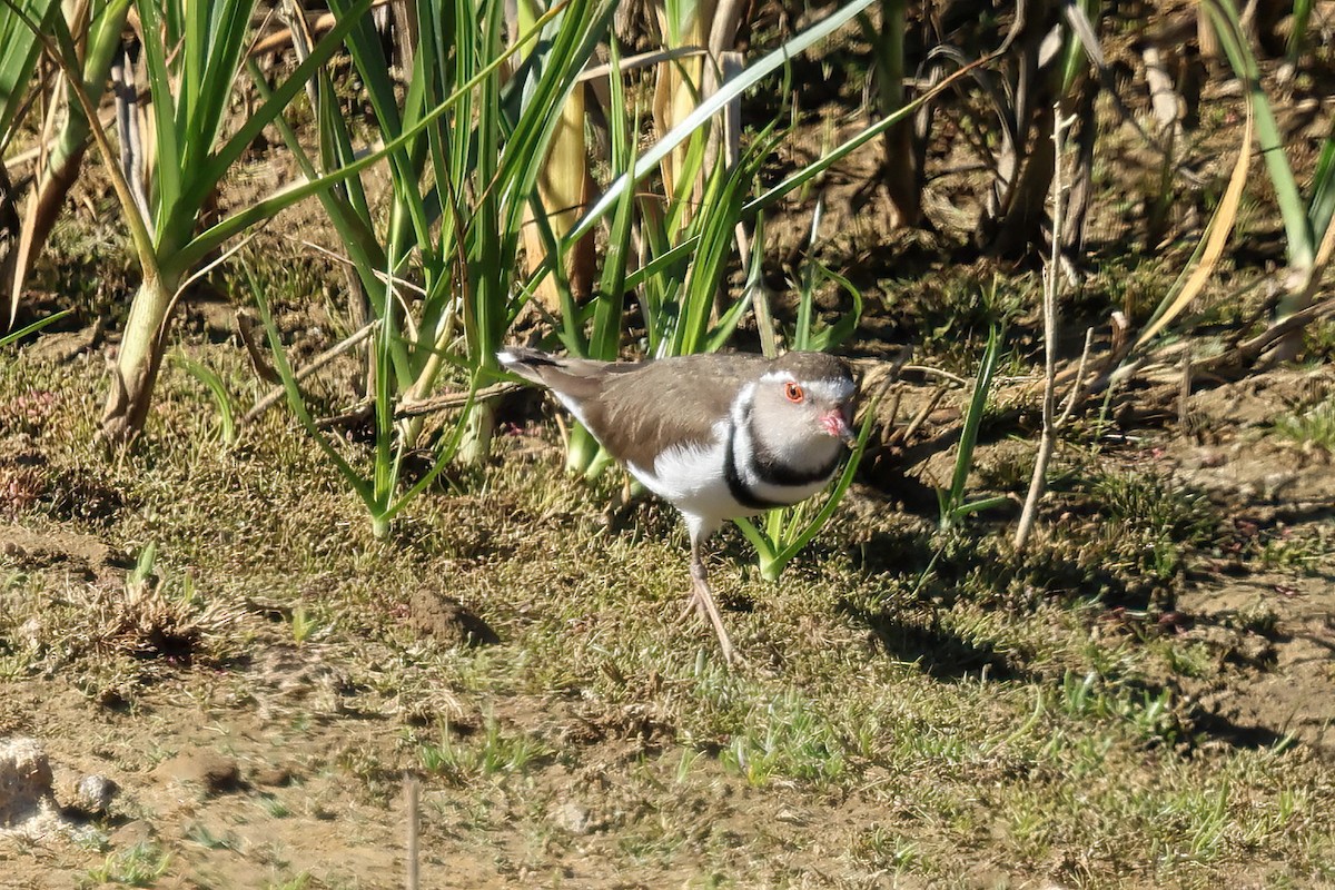 Chorlitejo Tricollar - ML645187963