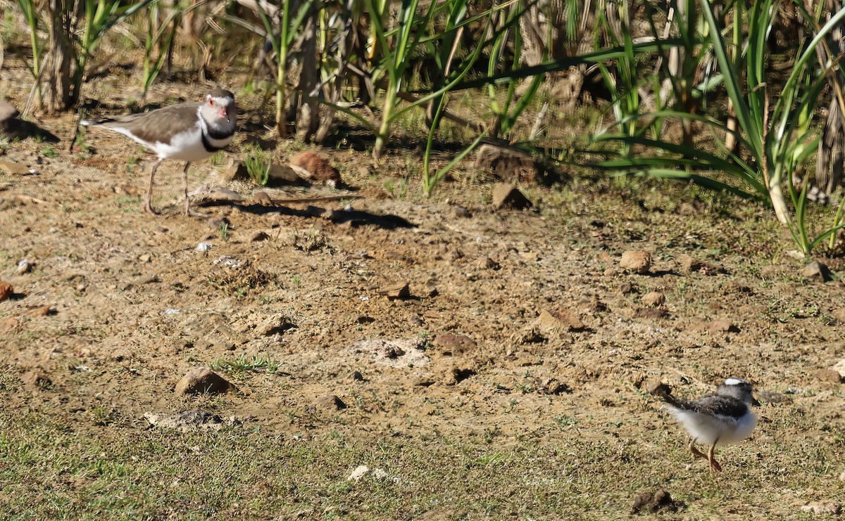 Chorlitejo Tricollar - ML645188021