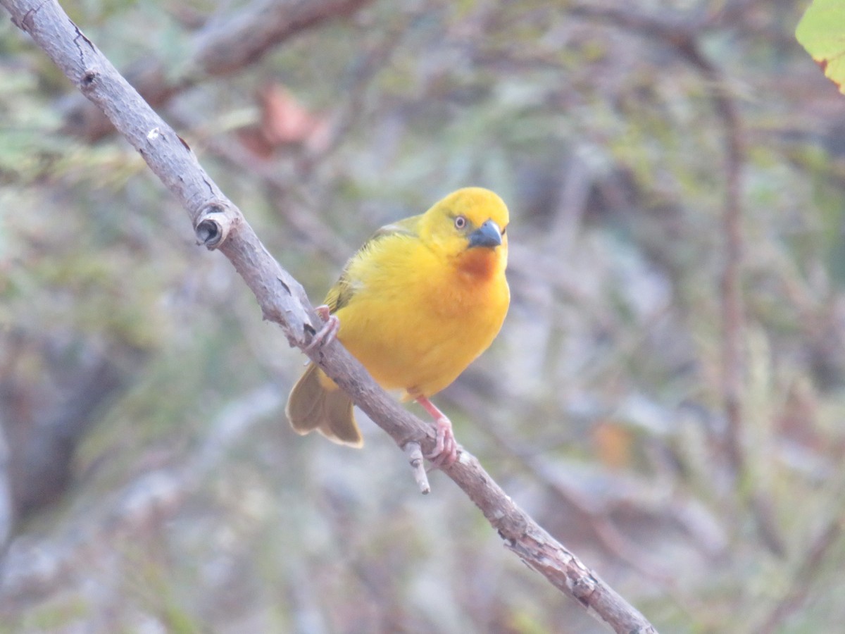 Holub's Golden-Weaver - ML645188036
