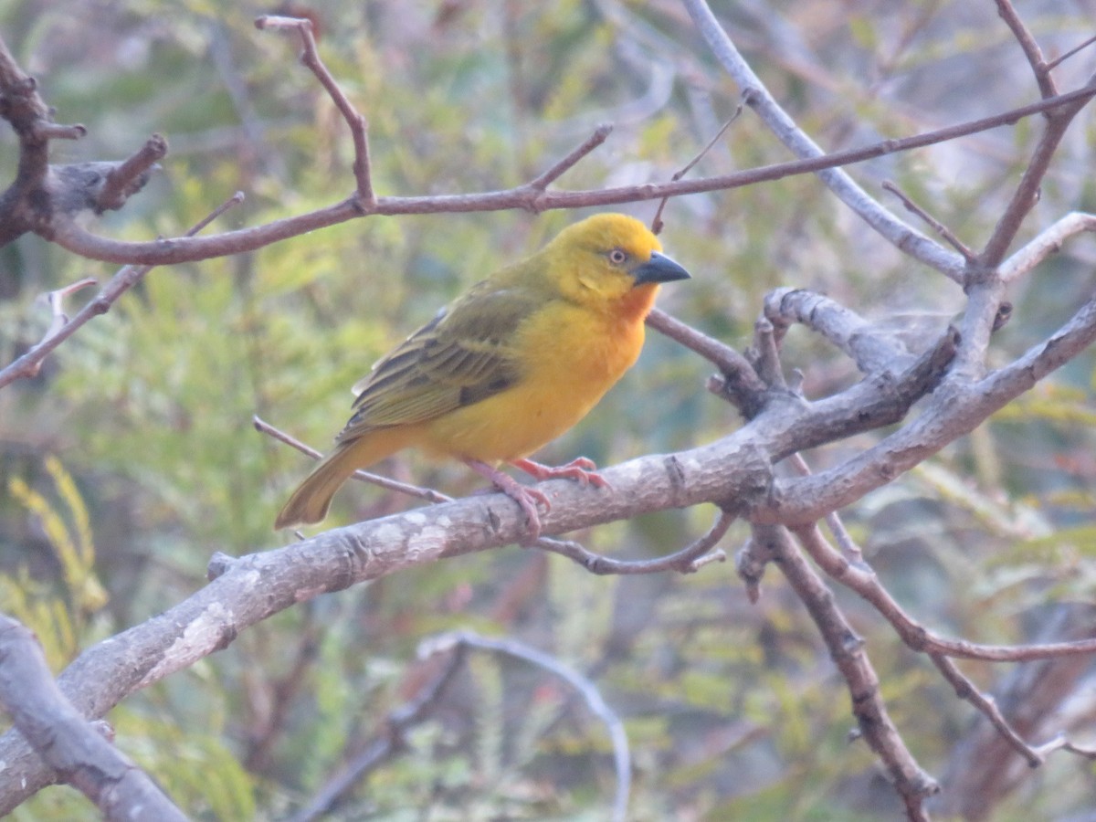 Holub's Golden-Weaver - ML645188037