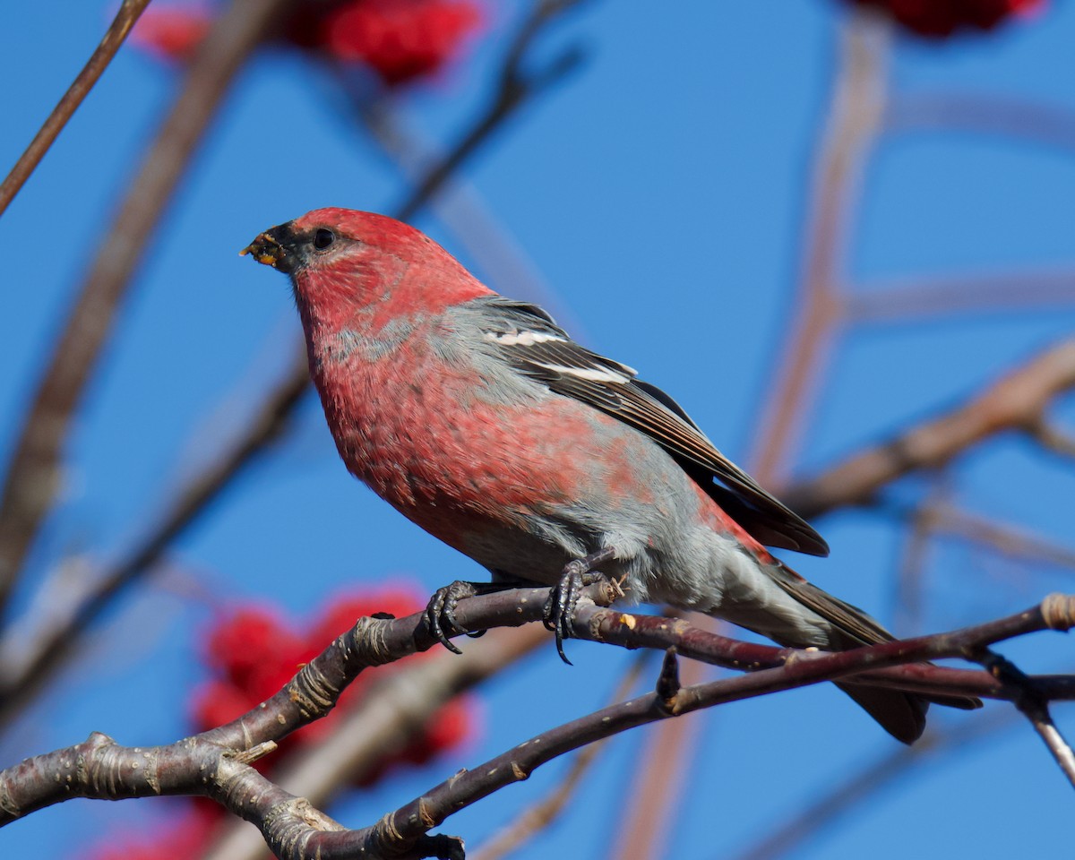 Hakengimpel - ML645188039