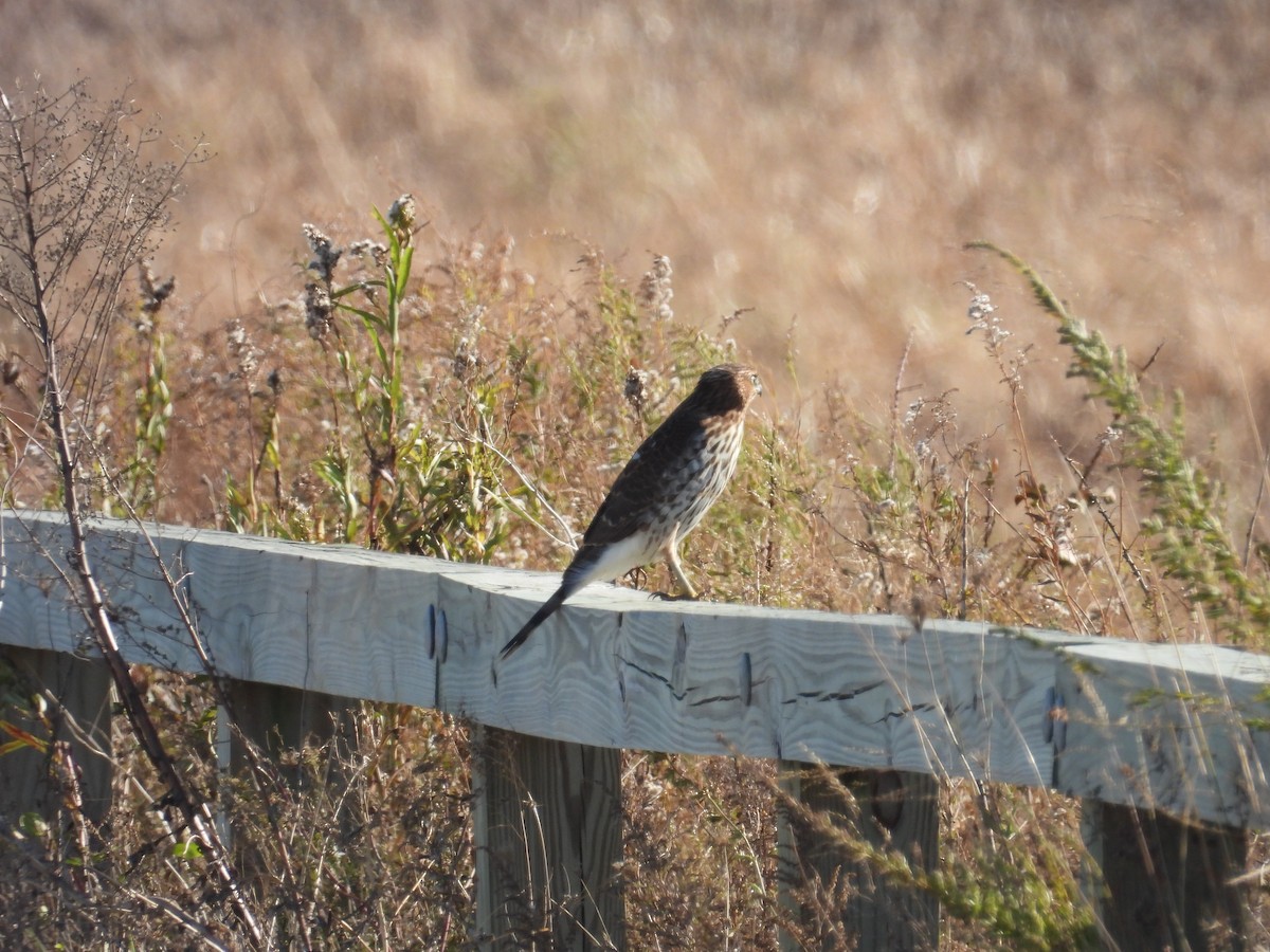 Яструб чорноголовий - ML645188056