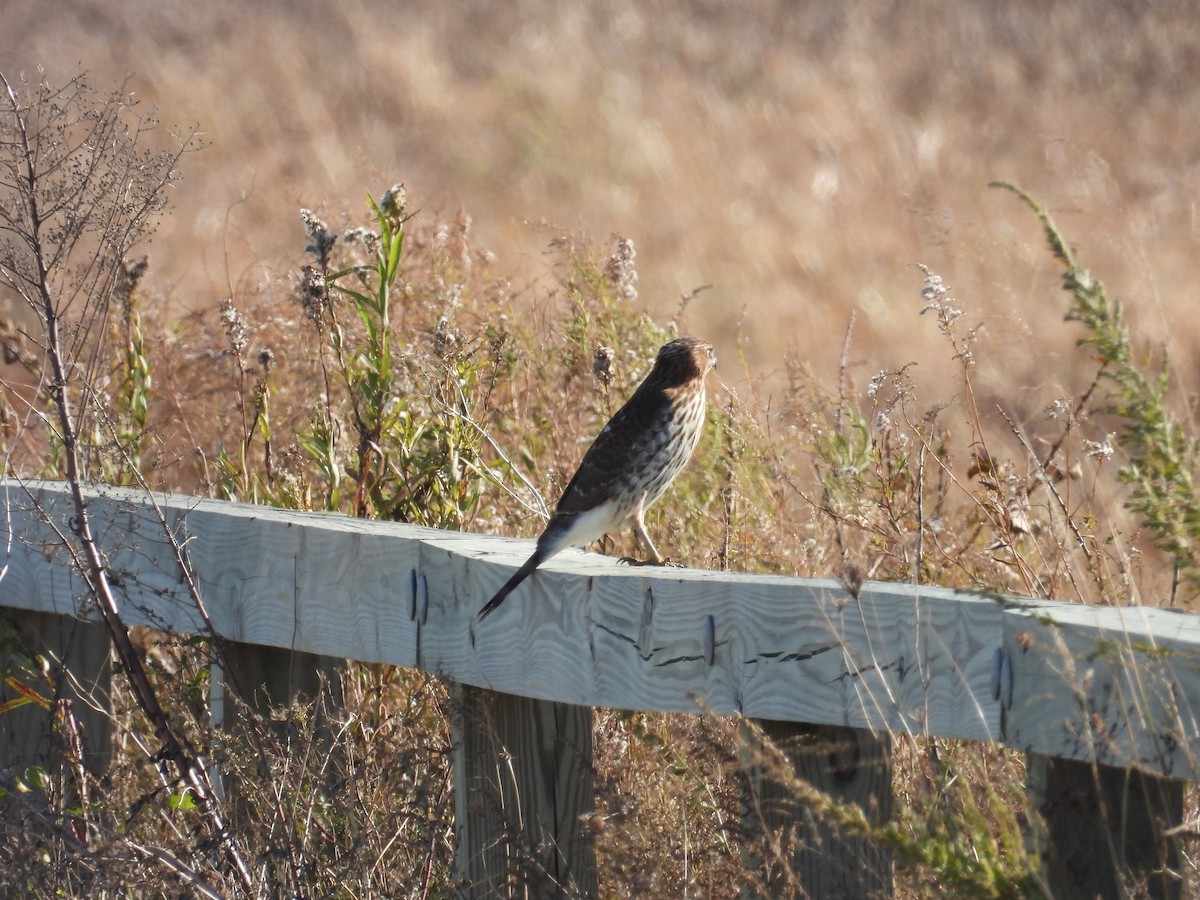 Яструб чорноголовий - ML645188057