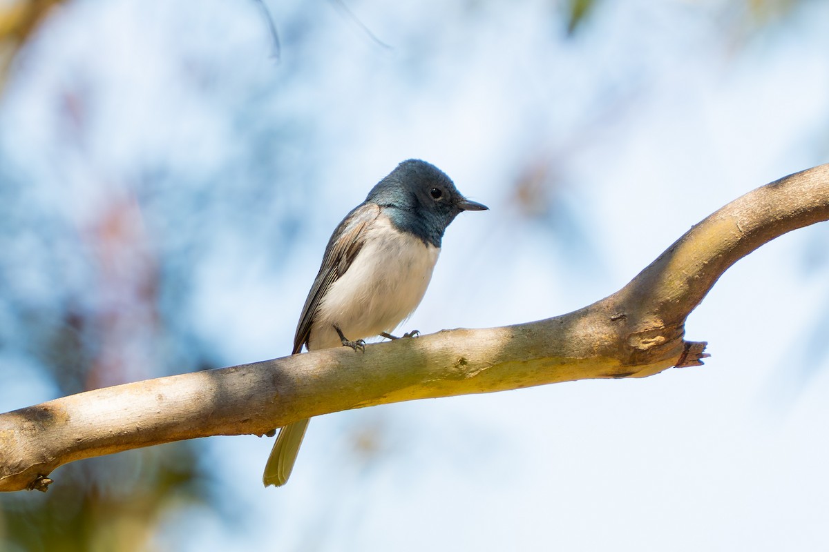 Leaden Flycatcher - ML645188062