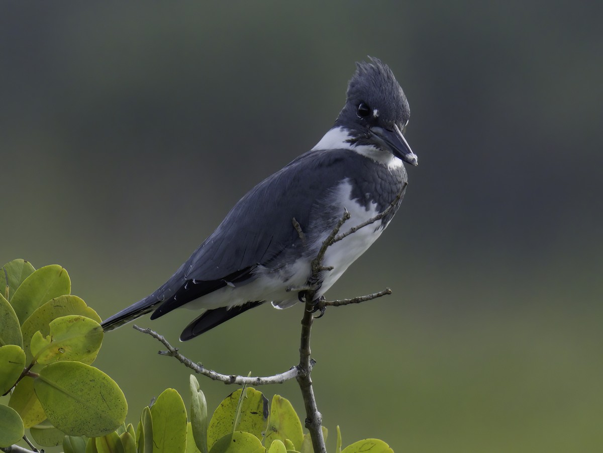 Belted Kingfisher - ML645188064