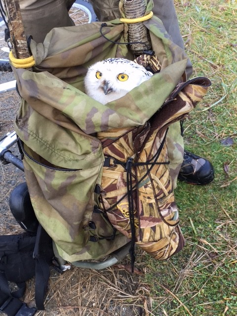 Snowy Owl - ML645188073