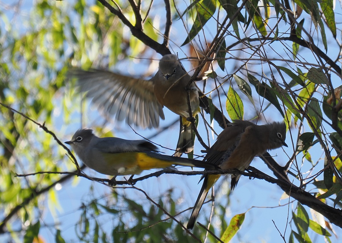 Gray Silky-flycatcher - ML645188081